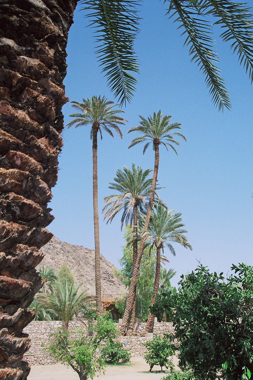 a couple of palm trees sitting next to each other, les nabis, middle eastern skin, trees in foreground, michael bair, view from ground