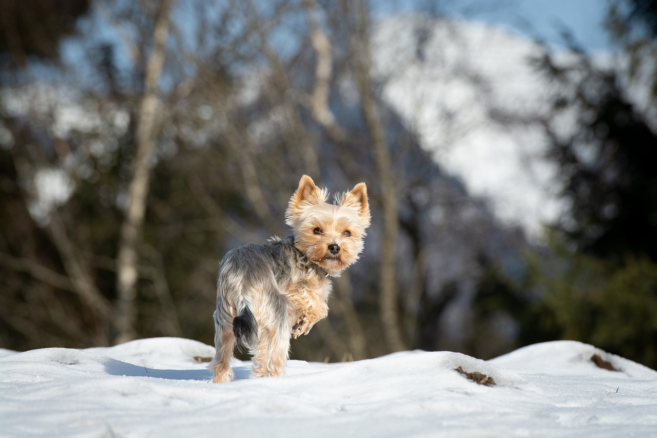 a small dog standing on top of a snow covered hill, a portrait, by Etienne Delessert, pexels, figuration libre, running towards the camera, yorkshire terrier, crisp detail, a wooden