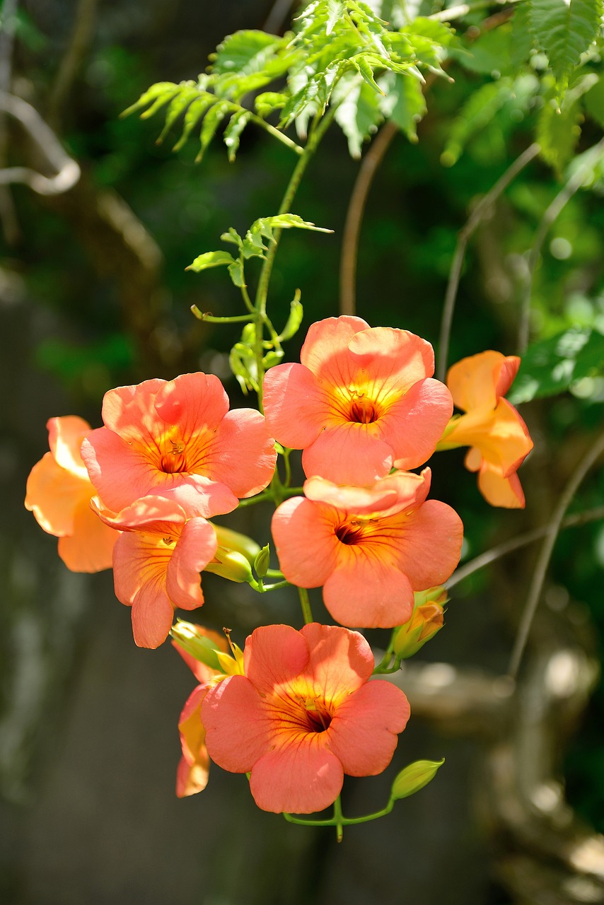 a bunch of orange flowers sitting on top of a tree, a pastel, beautiful tropical flowers, hot summer sun, light pink tonalities, morning glory flowers