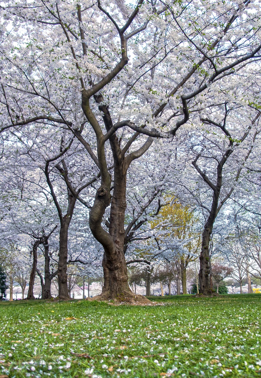 a park filled with lots of trees covered in white flowers, a portrait, by Neil Blevins, washington dc, curved trees, trio, trees growing on its body