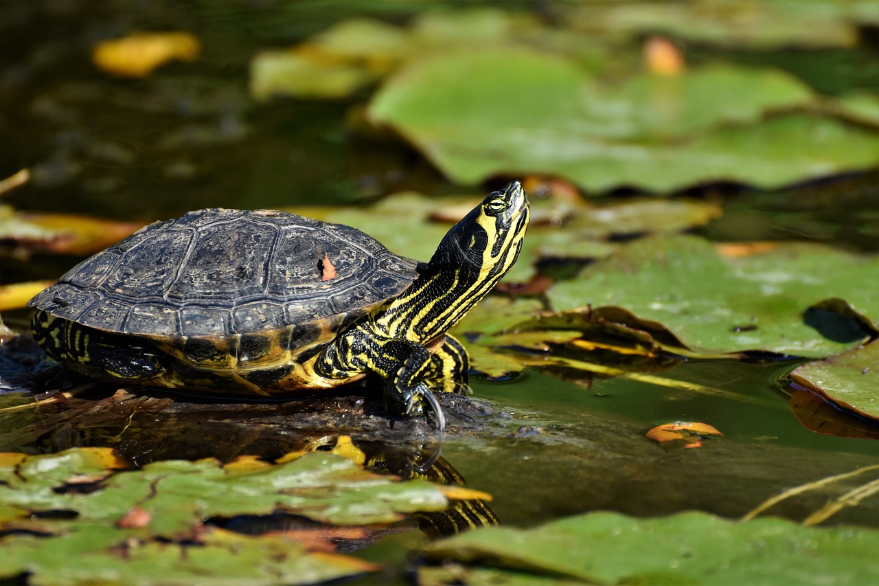 a turtle sitting on top of a body of water, a photo, by Maksimilijan Vanka, shutterstock, black and yellow colors, sitting on a leaf, turtles all the way down, very high detail