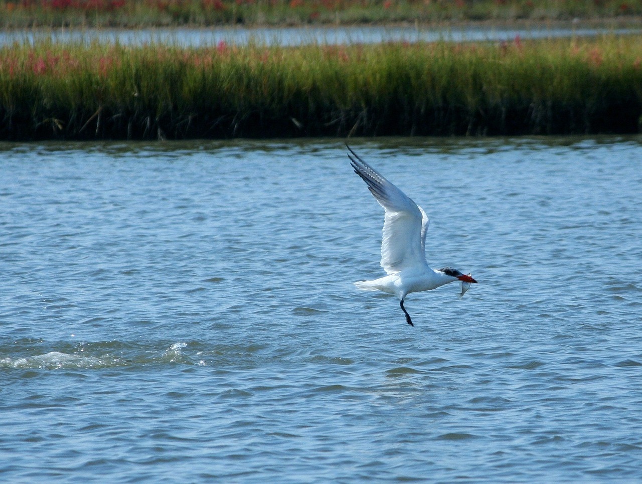 a white bird flying over a body of water, by David Garner, flickr, arabesque, marshes, wheelie, rhode island, big!!!!!!!!!!!!