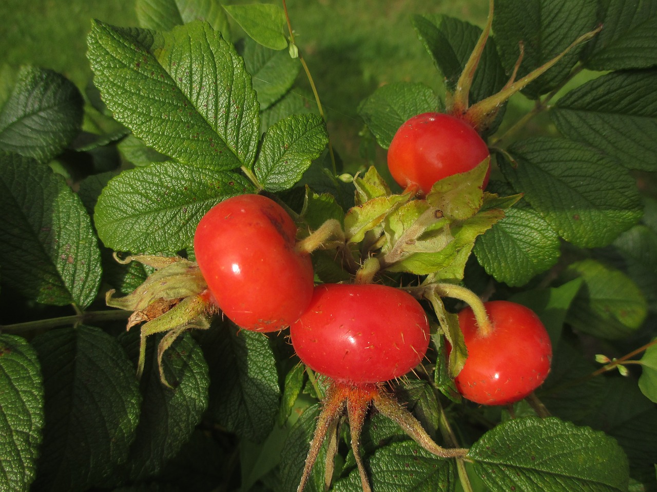 a close up of some red berries on a plant, by Ruth Abrahams, roses, hips, mid 2 0's female, tomato