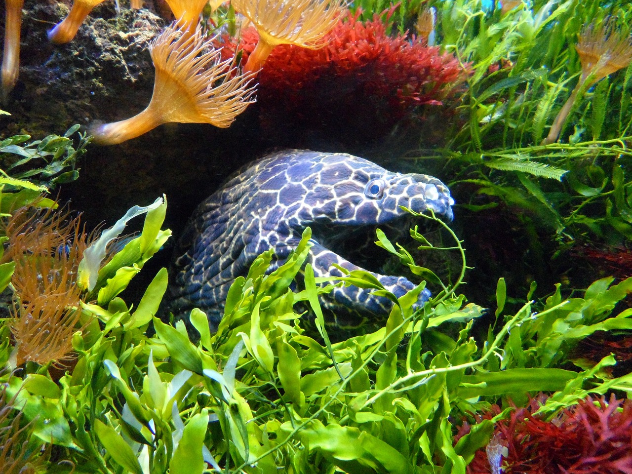 a close up of a fish in an aquarium, by Jon Coffelt, flickr, fine art, vicious snapping alligator plant, blue scales with white spots, full of colorful vegetation, gulper eel