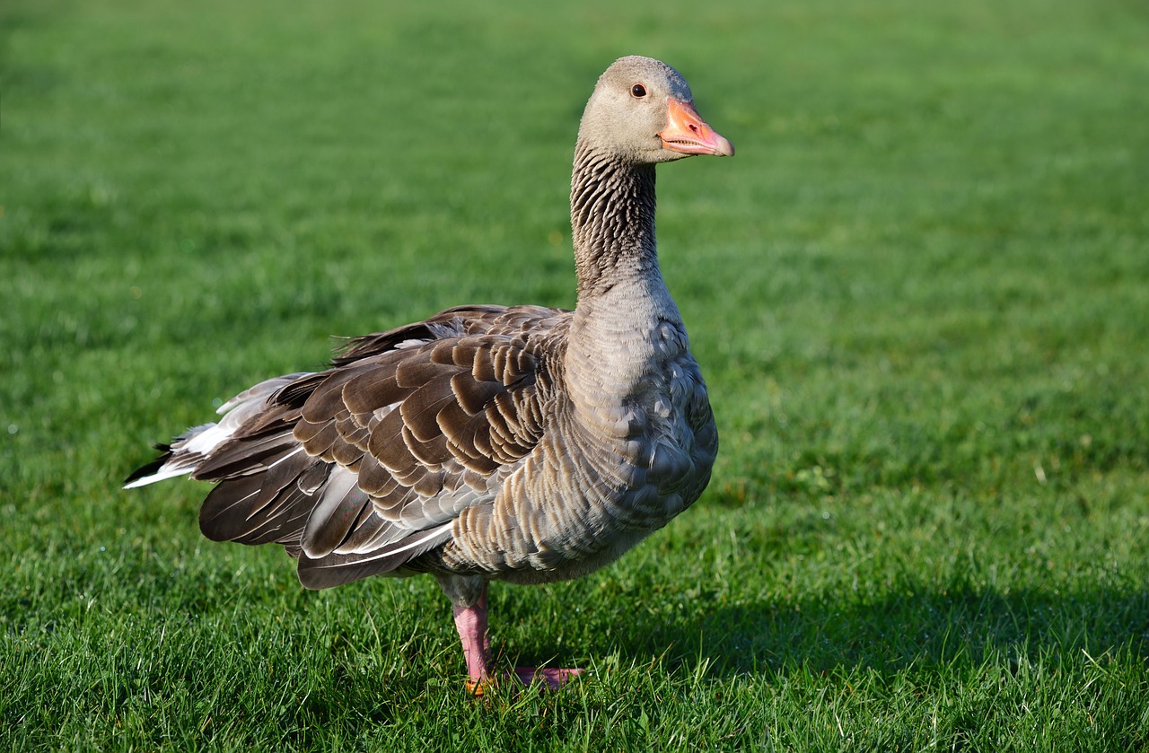 a duck standing on top of a lush green field, a portrait, pixabay, arabesque, a cosmic canada goose, aged 2 5, full body close-up shot, 4k high res