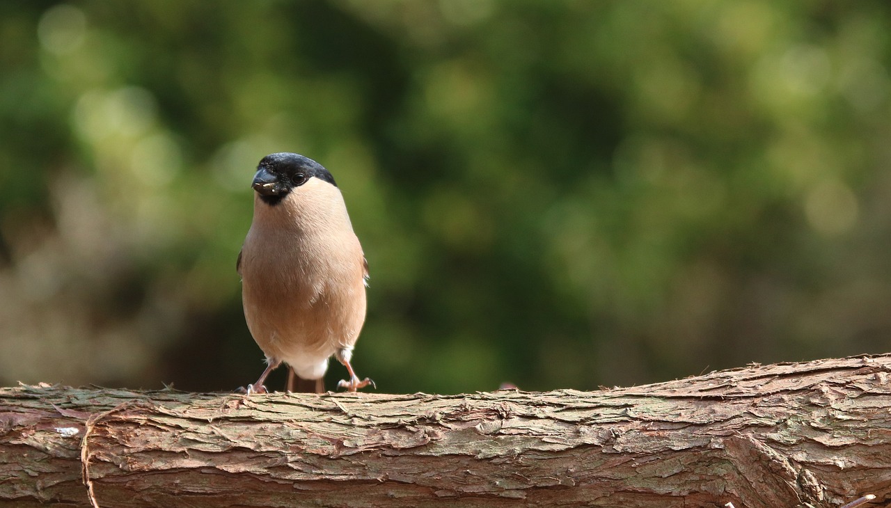 a small bird sitting on top of a tree branch, a picture, by Jan Tengnagel, flickr, happening, a salt&pepper goatee, large entirely-black eyes, sitting on a log, walking towards the camera