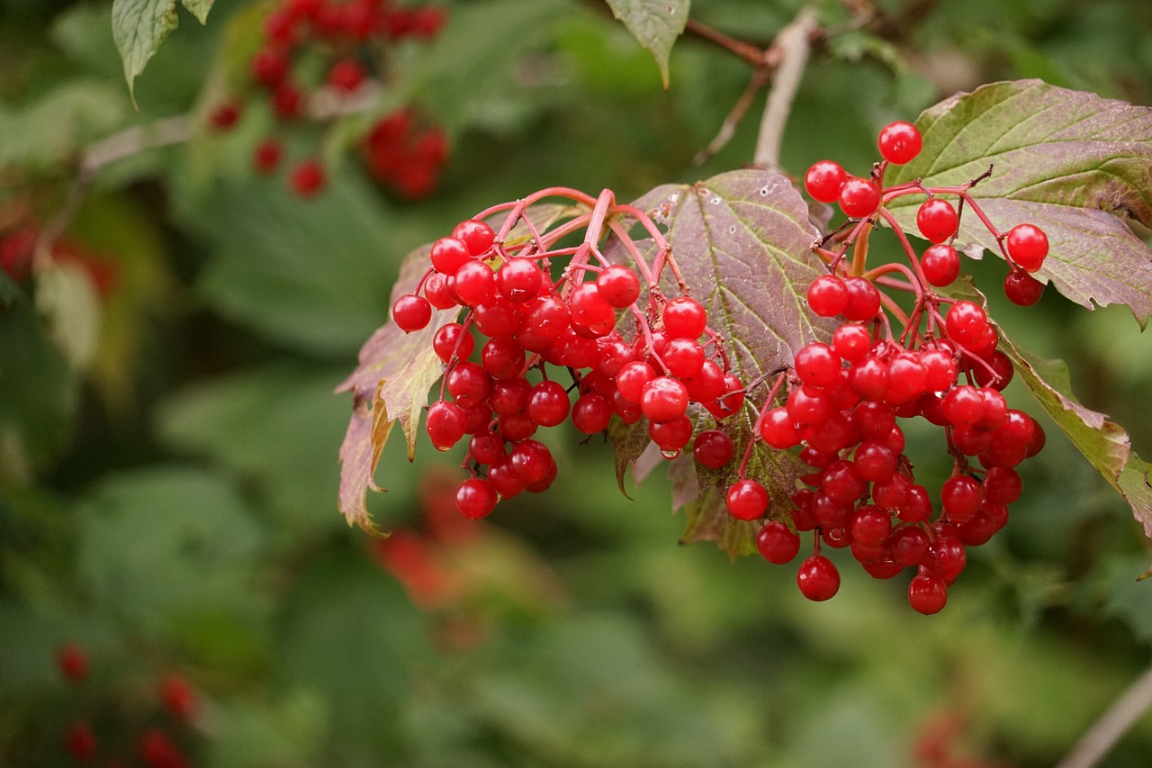 a bunch of red berries hanging from a tree, a picture, shutterstock, hurufiyya, 2 0 0 mm telephoto, sergey krasovskiy, no gradients, vibrant vegetation