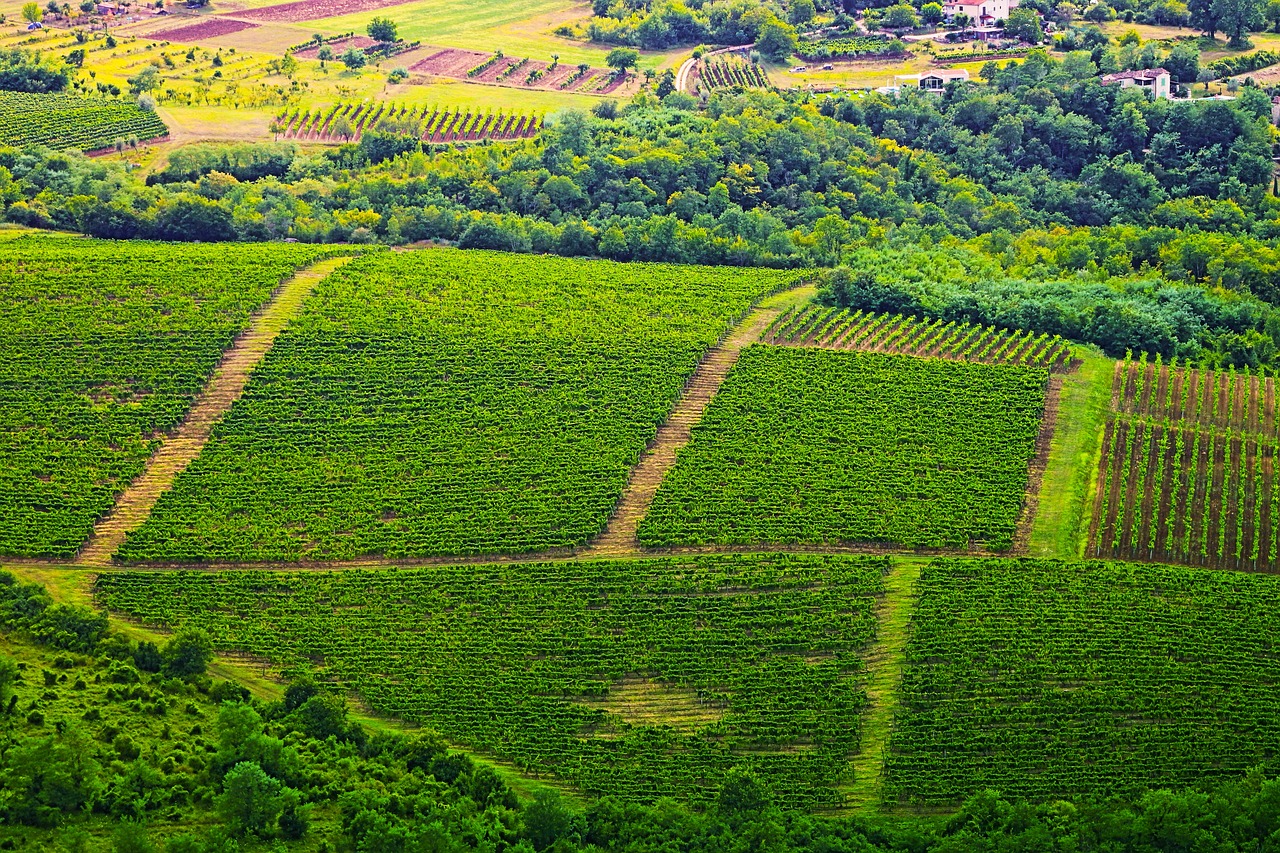 an aerial view of a field of crops, a tilt shift photo, by Alexander Fedosav, naive art, wine, downhill landscape, taras susak, jungle vines