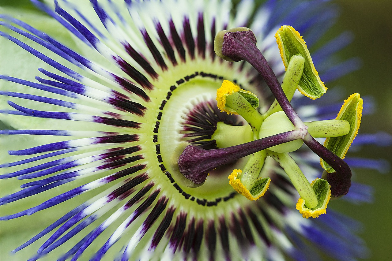 a close up of a purple and white flower, by Alison Geissler, flickr, passion flower, intricate composition, blue and yellow, poppy