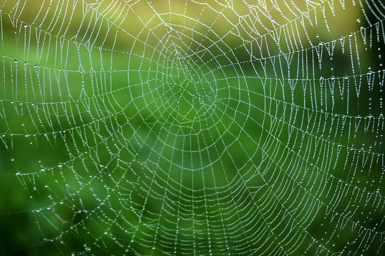 a spider web with water droplets on it, by Richard Hess, net art, in gentle green dawn light, wallpaper mobile, medium symmetry, canvas