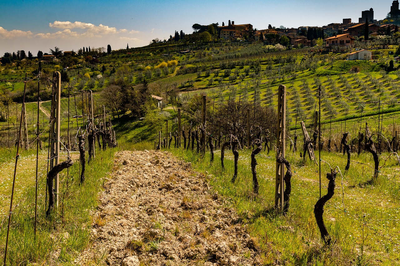 a view of a vineyard with a hill in the background, by Carlo Martini, shutterstock, 💋 💄 👠 👗, mud, springtime, downhill landscape
