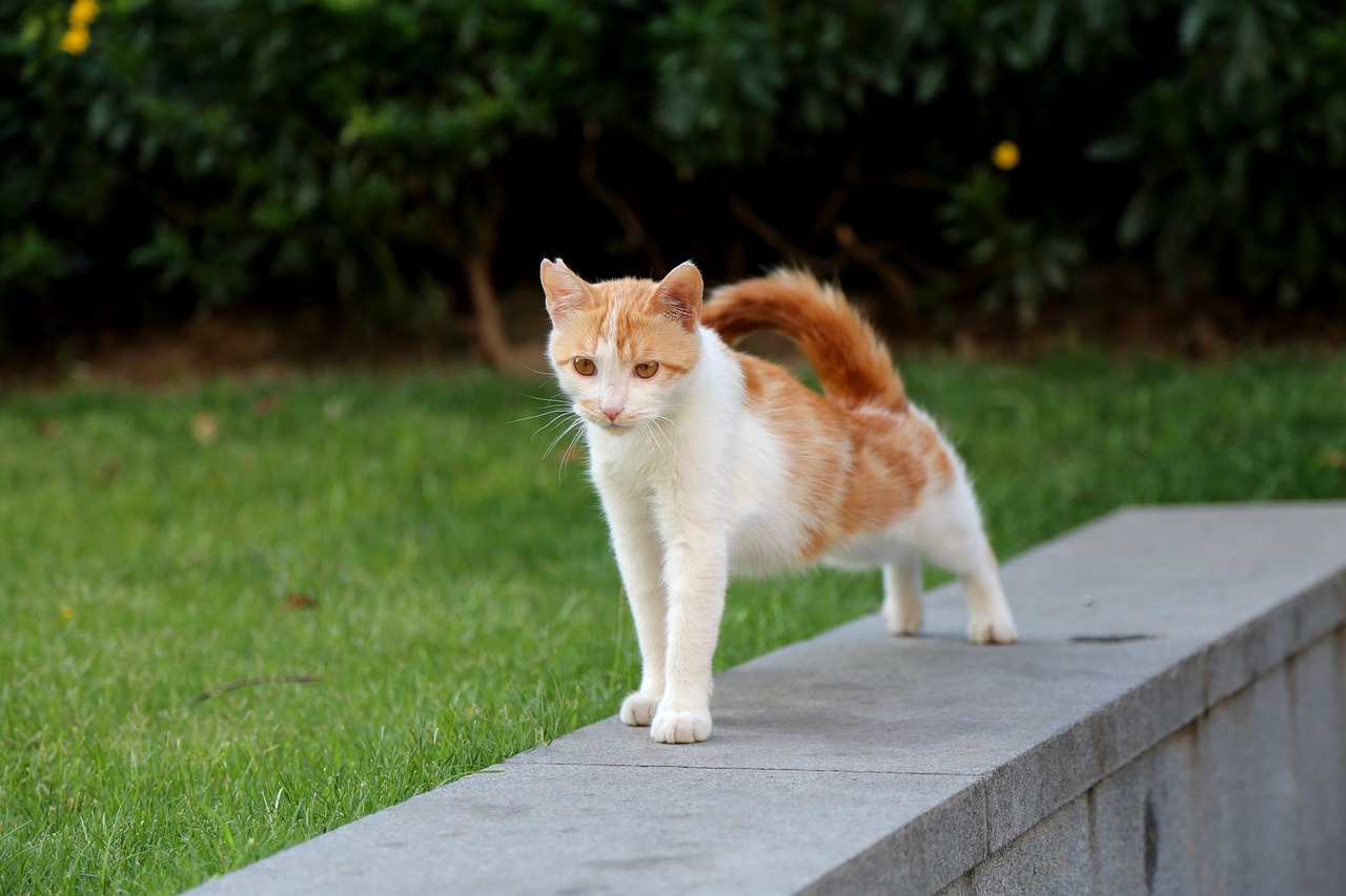 an orange and white cat standing on top of a cement block, a picture, by Yi Jaegwan, shutterstock, walking at the park, older male, on a green lawn, detailed picture