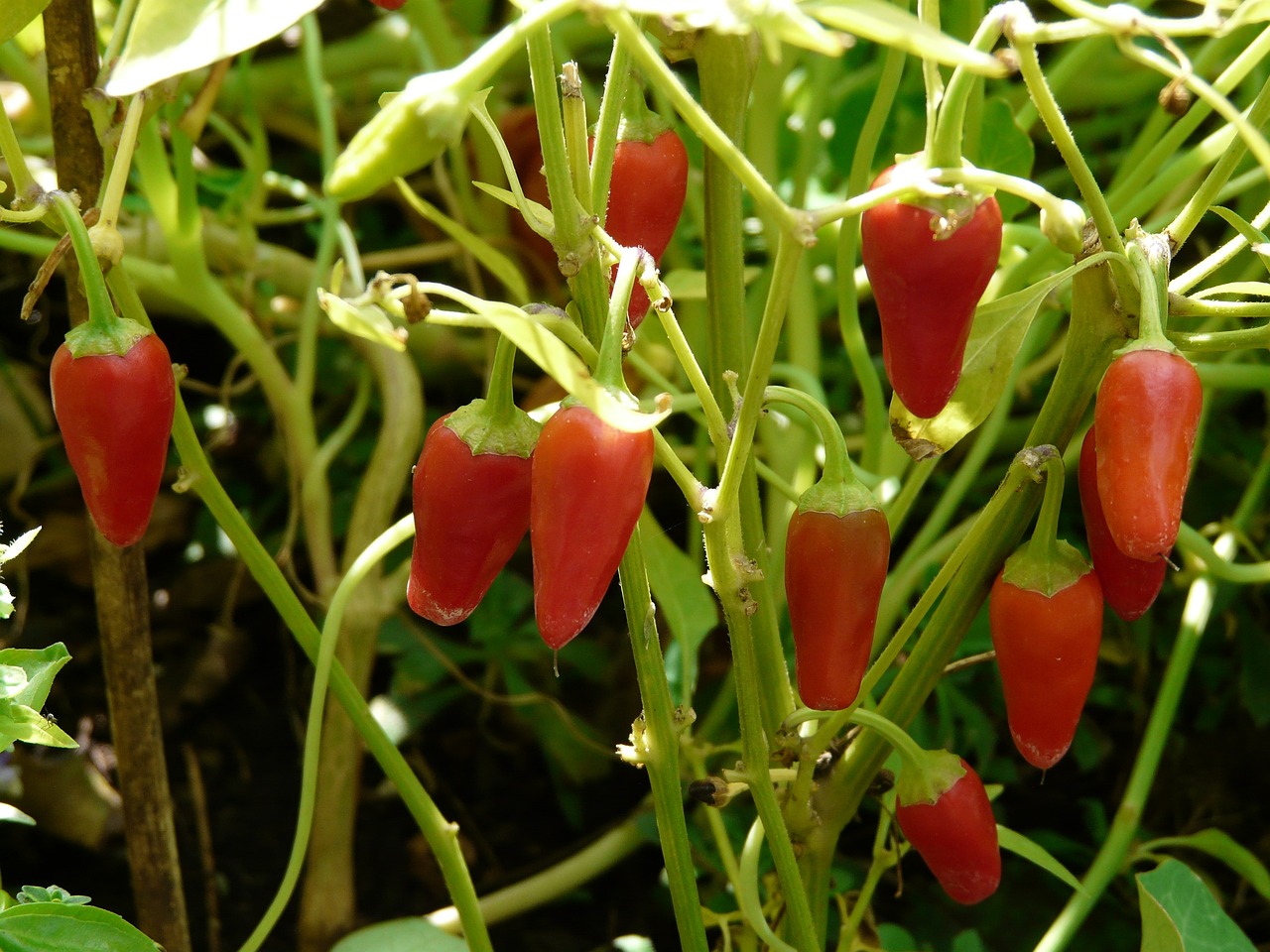 a bunch of red peppers growing on a plant, by Robert Brackman, hurufiyya, bangalore, albino mystic, red hearts, larapi