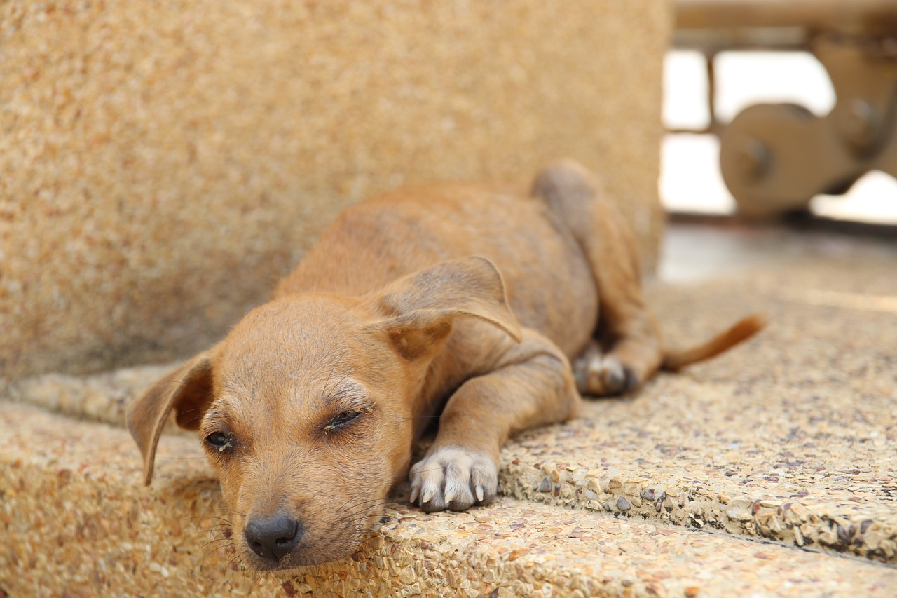 a dog that is laying down on some steps, a picture, pixabay, renaissance, poverty, wallpaper - 1 0 2 4, sleepy expression, very tiny