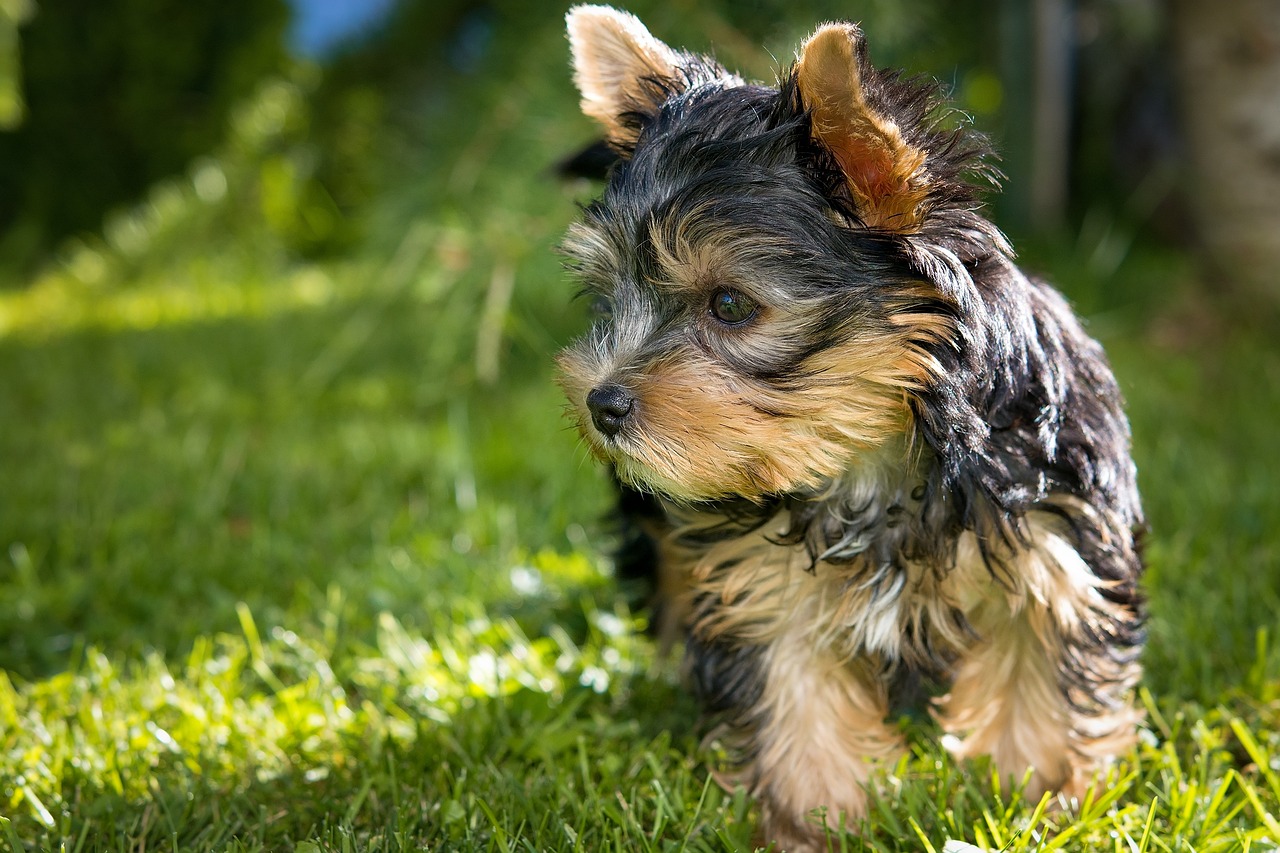 a small dog standing on top of a lush green field, a portrait, by Aleksander Gierymski, pixabay, hurufiyya, yorkshire terrier, puppies, warm sunshine, closeup of an adorable