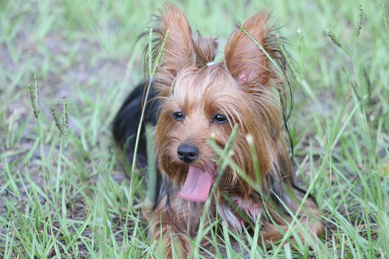 a dog that is laying down in the grass, a portrait, yorkshire terrier, mischievous!!!, photo taken with canon 5d, licking