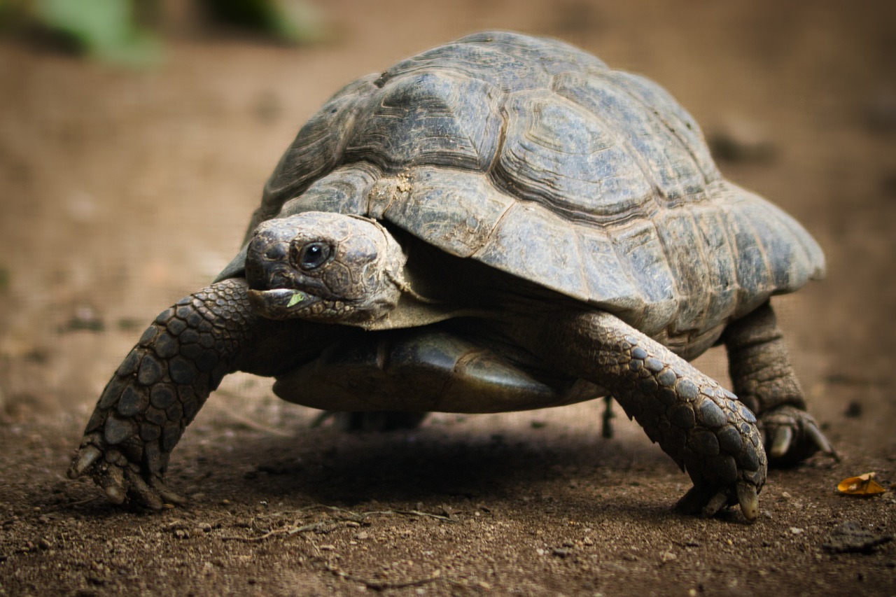 a close up of a turtle on a dirt ground, a portrait, by Adam Marczyński, pixabay, photorealism, running towards the camera, older male, wallpaper - 1 0 2 4, lop eared