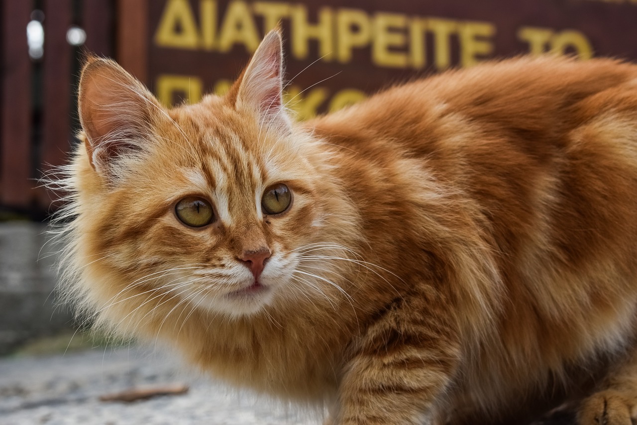 a close up of a cat near a sign, a picture, by Hristofor Žefarović, shutterstock, photorealism, orange fluffy belly, attractive and good looking, armored cat, derpibooru