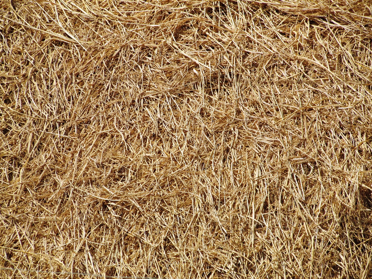 a bird sitting on top of a pile of hay, a stock photo, minimalism, stereogram, shiny golden, hair texture, ffffound