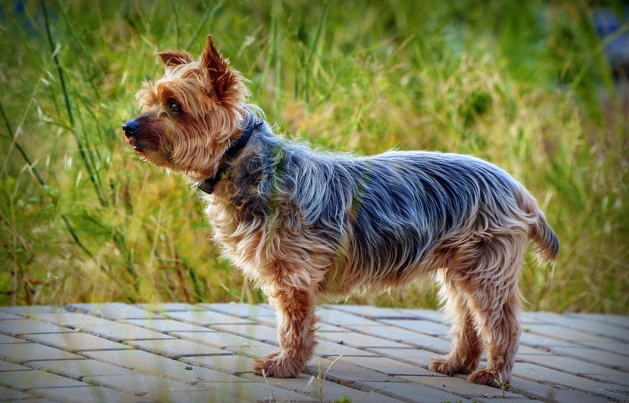 a small dog standing on a brick walkway, by Jan Stanisławski, trending on pixabay, renaissance, yorkshire terrier, profile pose, king of the hill, small blond goatee