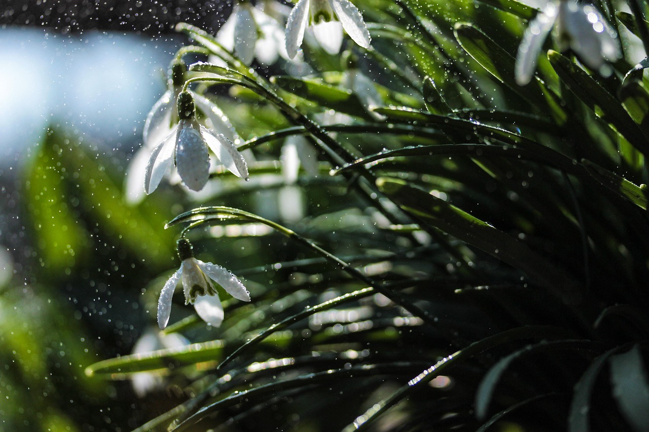 a bunch of snowdrops that are in the grass, by Jacob Kainen, unsplash, window ( rain ), wet reflections, it\'s raining, sunlight glistening