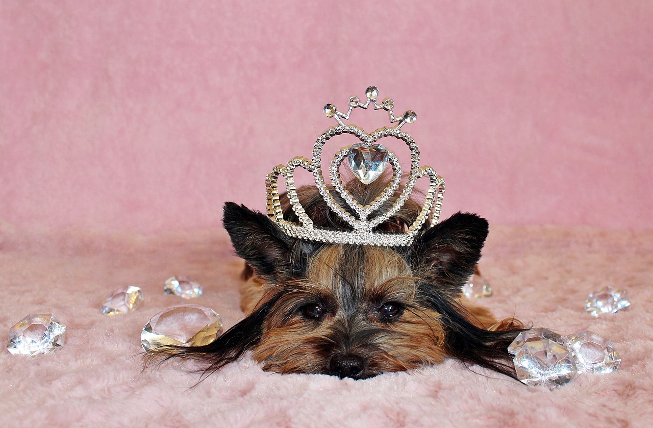 a small dog with a tia on it's head, by Nina Petrovna Valetova, pixabay, baroque, crown of giant diamonds, boudoir, 3 mm, barbie