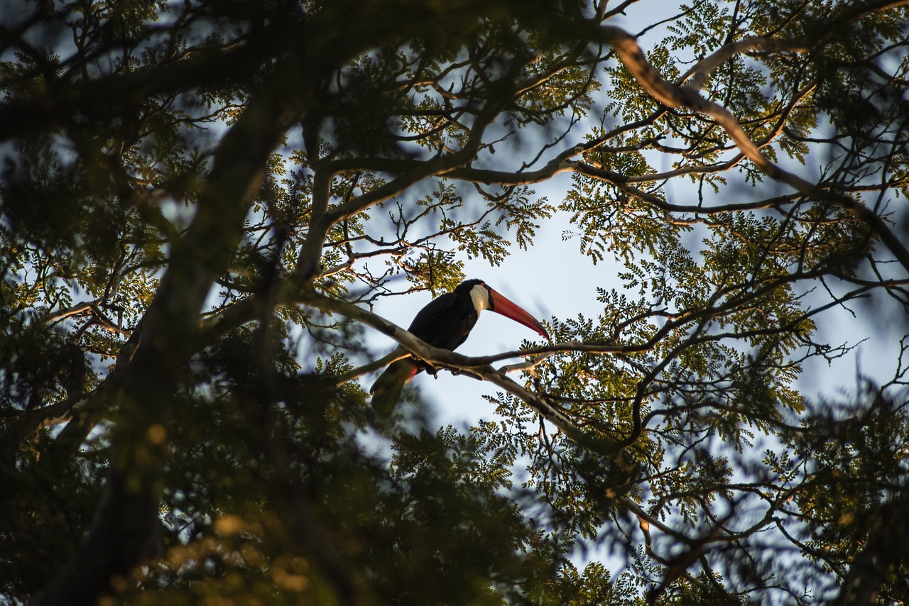 a black and white bird sitting on top of a tree, hurufiyya, 🦩🪐🐞👩🏻🦳, in the morning light, very low angle view, big beak