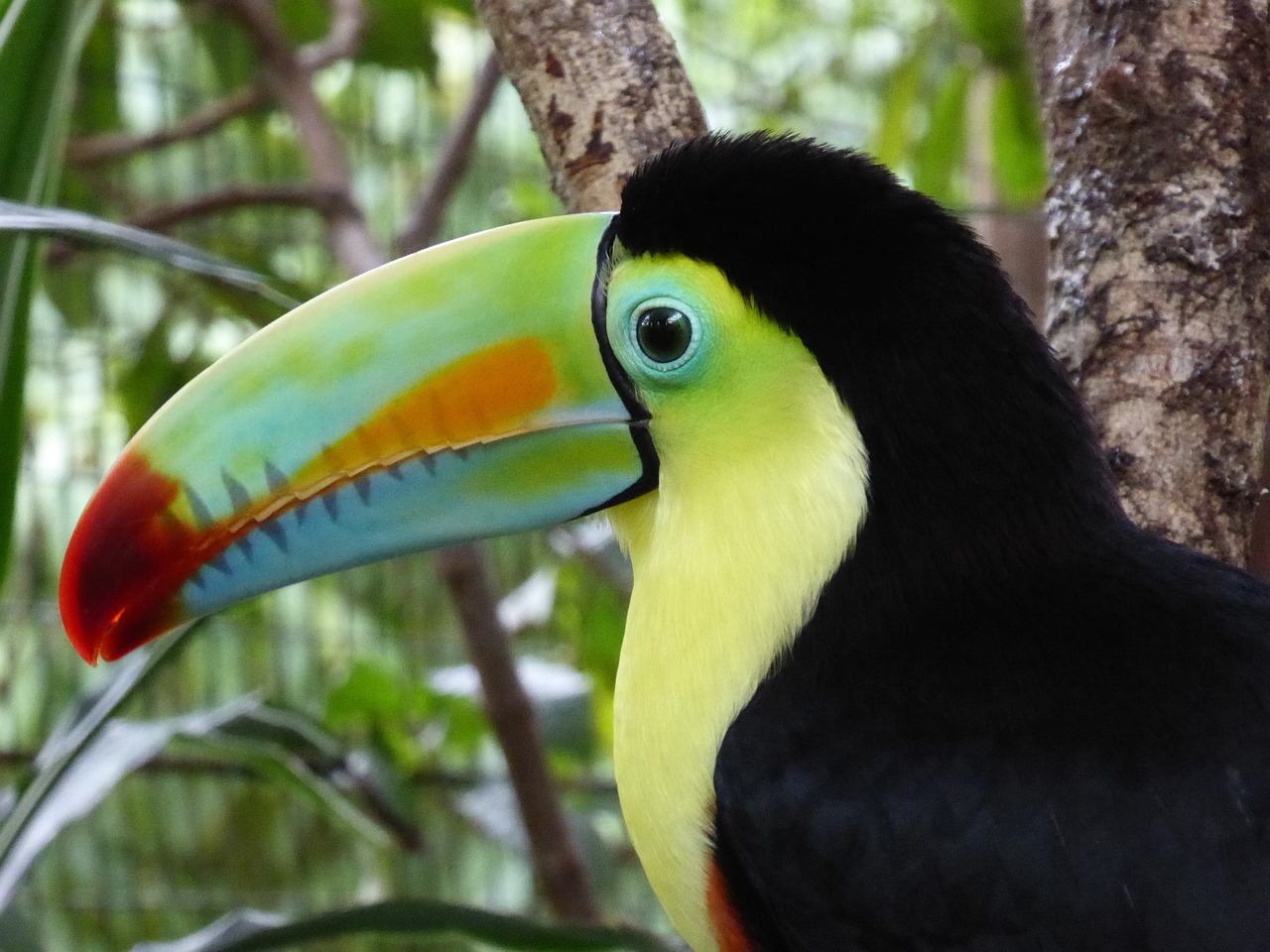 a close up of a colorful bird on a tree, flickr, 6 toucan beaks, closeup of the face, in marijuanas gardens, birds - eye view