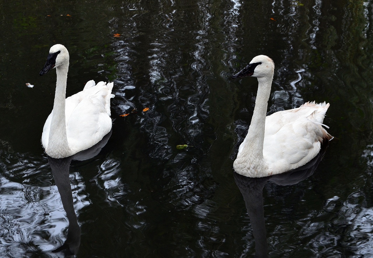 two white swans floating on top of a body of water, a portrait, by Linda Sutton, pixabay, hurufiyya, on a dark swampy bsttlefield, in a row, photograph credit: ap, 3 / 4 extra - wide shot