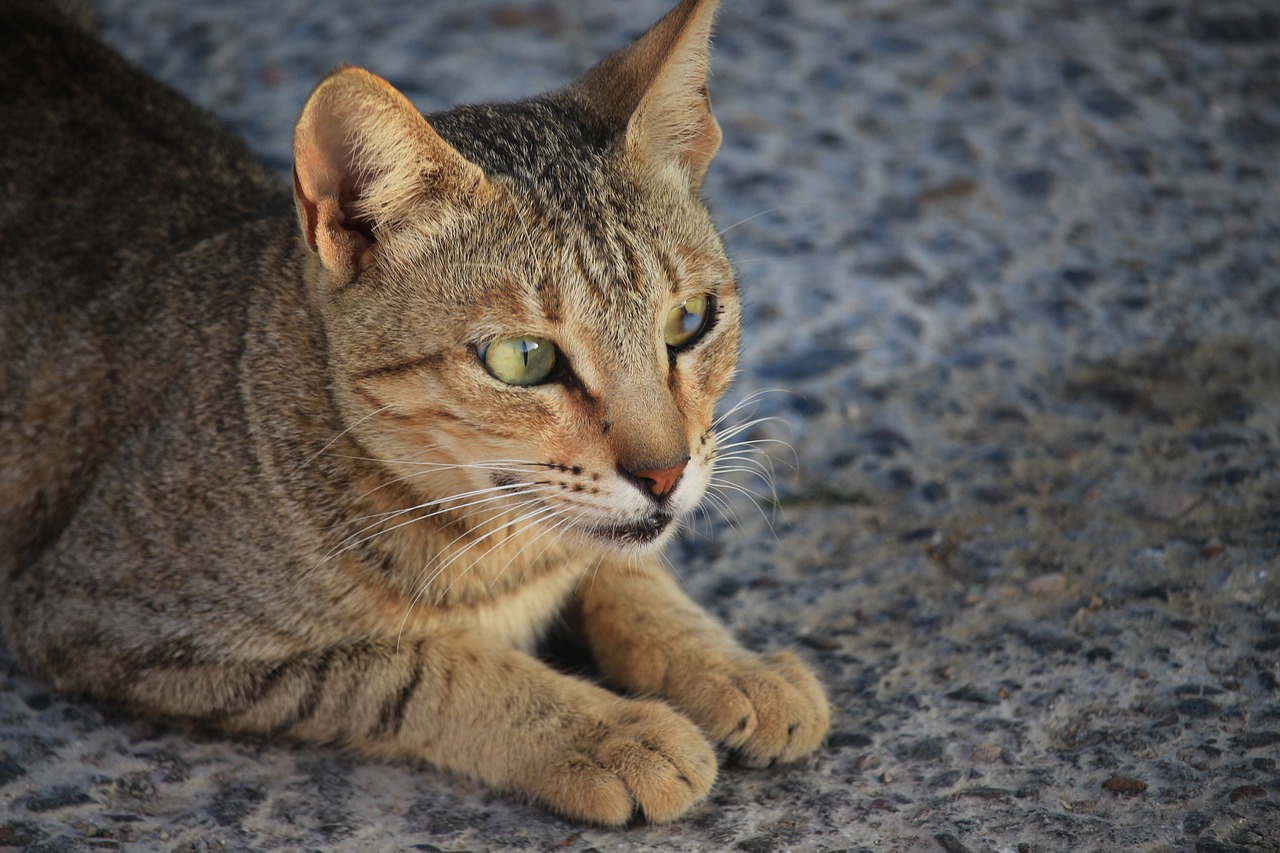 a cat that is laying down on the ground, a portrait, by Tom Carapic, shutterstock, powerful detail, on the concrete ground, beautiful face!, warm shading