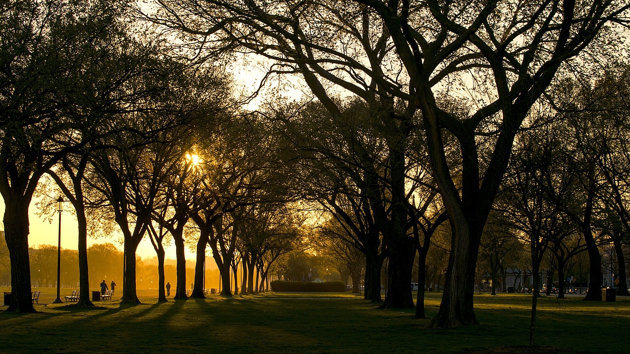 the sun is shining through the trees in the park, by Andrew Domachowski, flickr, tonalism, washington dc, the sun on the horizon, infinitely long corridors, parks and monuments