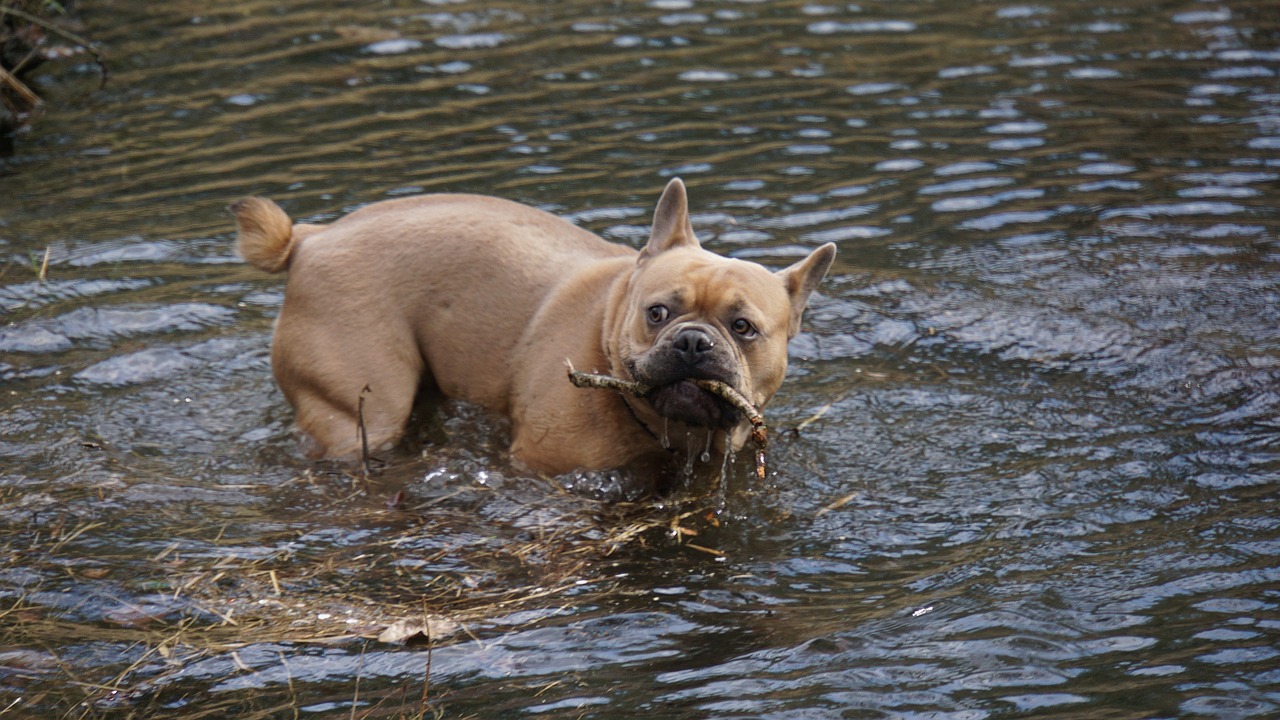 a dog in the water with a stick in it's mouth, flickr, renaissance, french bulldog, img _ 9 7 5. raw, beaver, breeding