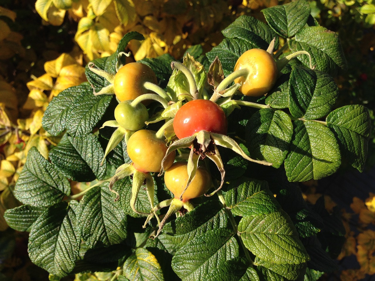 a close up of a bunch of tomatoes on a plant, by Brenda Chamberlain, bauhaus, shades of gold display naturally, wild berries, photo of a rose, high-resolution photo