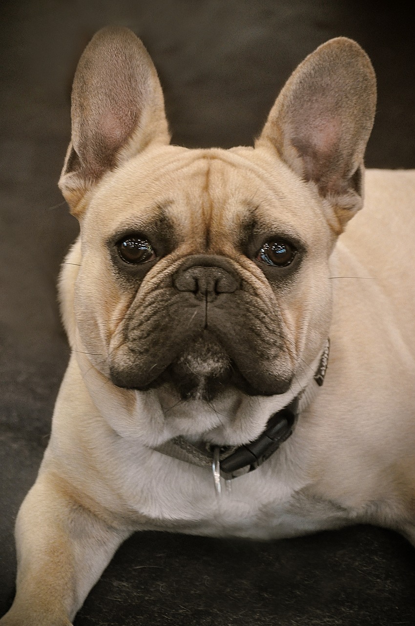 a close up of a dog laying on a floor, by Paul Davis, flickr, french bulldog, perfectly shaded face, that resembles a bull\'s, a blond