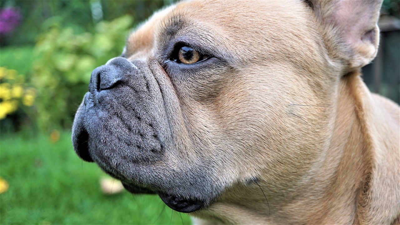 a close up of a dog's face in the grass, by Jan Stanisławski, pixabay, photorealism, french bulldog, close - up profile face, boxer, pug-faced