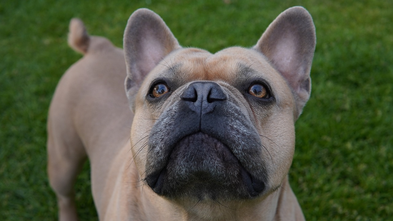 a brown dog standing on top of a lush green field, a portrait, by Emanuel Büchel, shutterstock, renaissance, french bulldog, close-up of face, closeup 4k, a blond