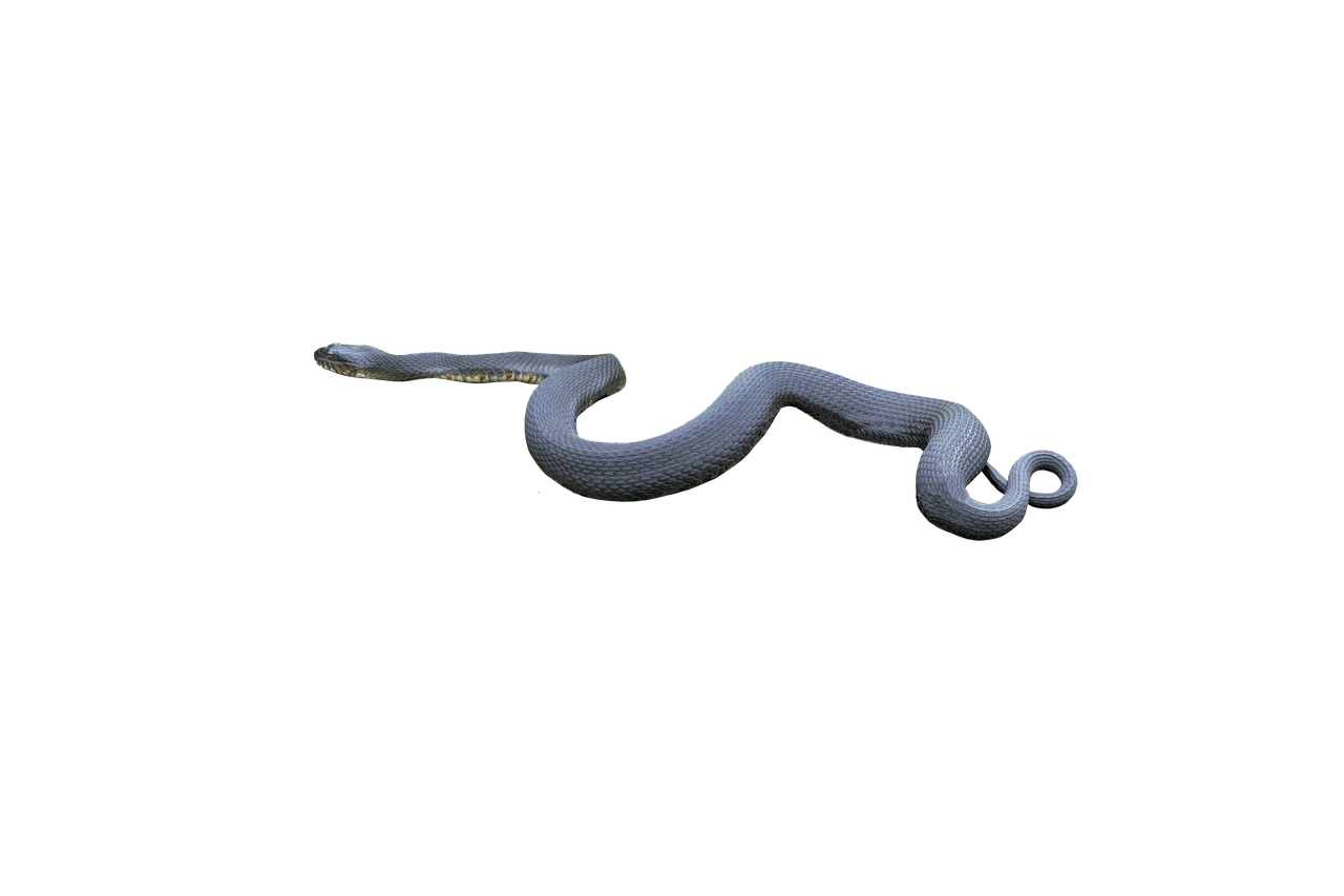 a close up of a snake on a black background, a raytraced image, by Dan Christensen, rubber hose animation, made from million point clouds, ethereal eel, 3/4 view realistic