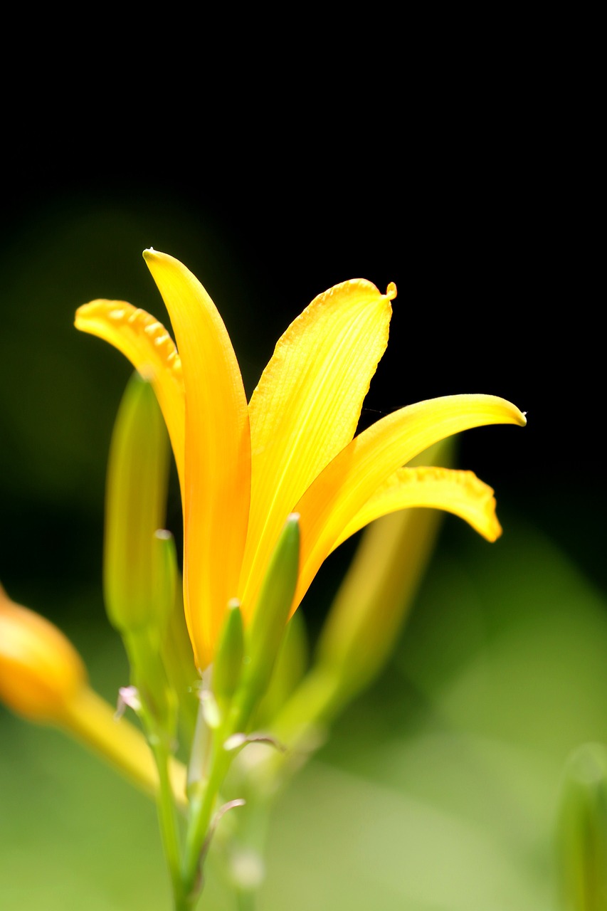 a close up of a yellow flower on a stem, by Tom Carapic, flickr, hurufiyya, lily flower, shallow depth or field, closeup photo, back - lit