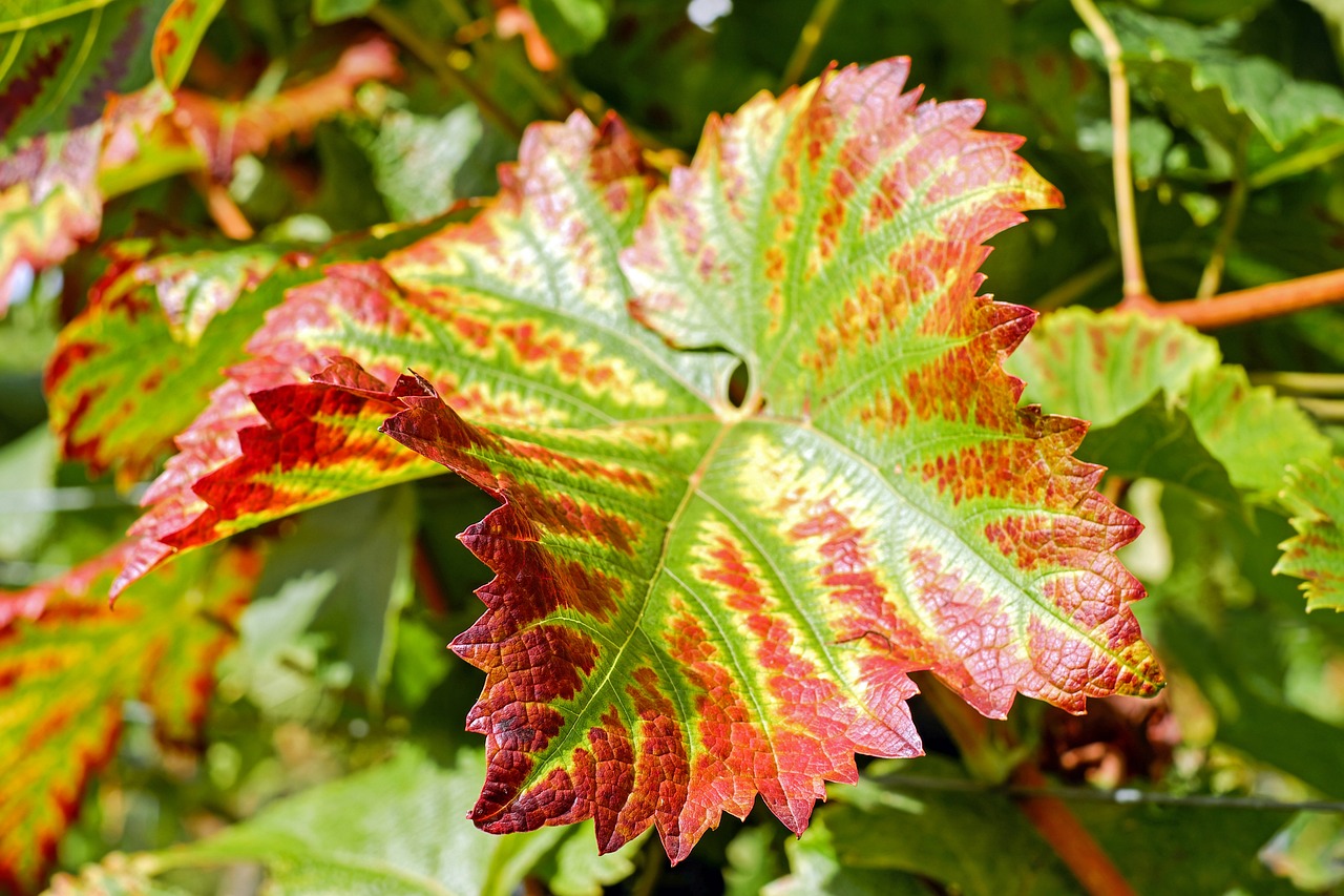 a close up of a leaf on a tree, baroque, colorful vines, vineyard, heat wave, green and red