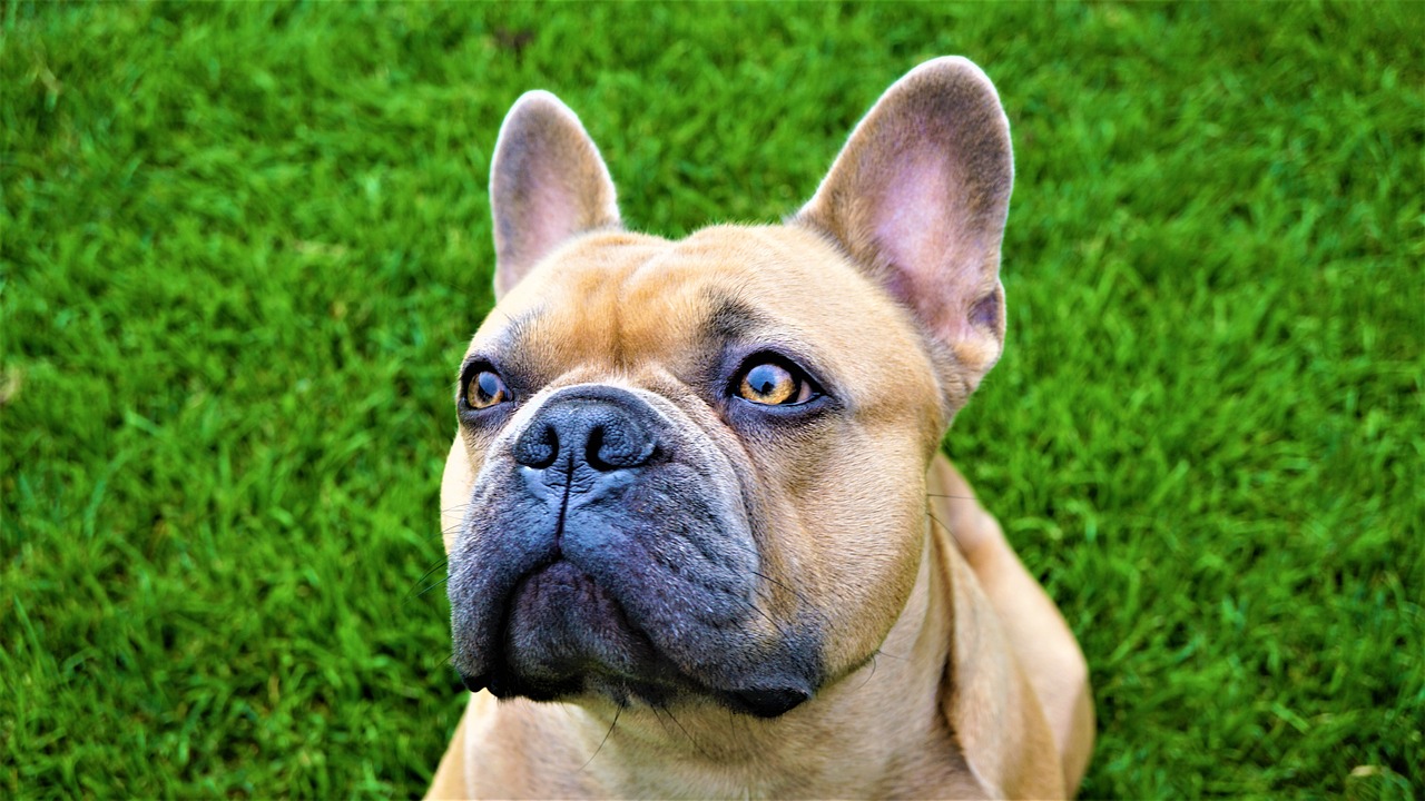 a brown dog sitting on top of a lush green field, a photo, by Robert Zünd, shutterstock, renaissance, french bulldog, face!!!! close - up, portrait of a sharp eyed, post processed denoised