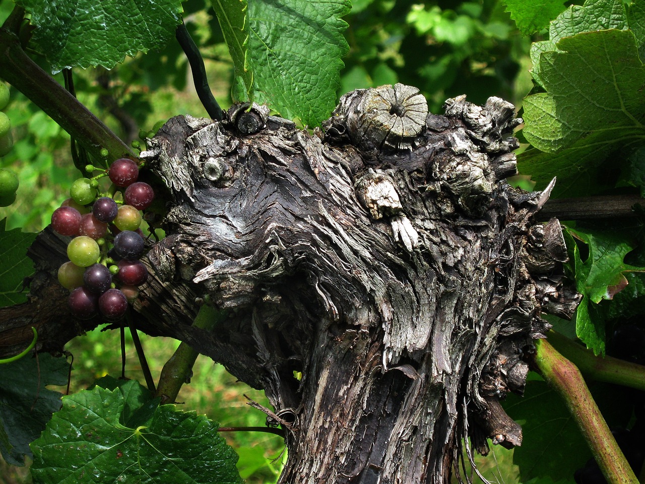 a close up of a bunch of grapes on a tree, by Robert Brackman, flickr, renaissance, vines and cracked wood, in the shape of a ent, looking across the shoulder, rotting black clay skin