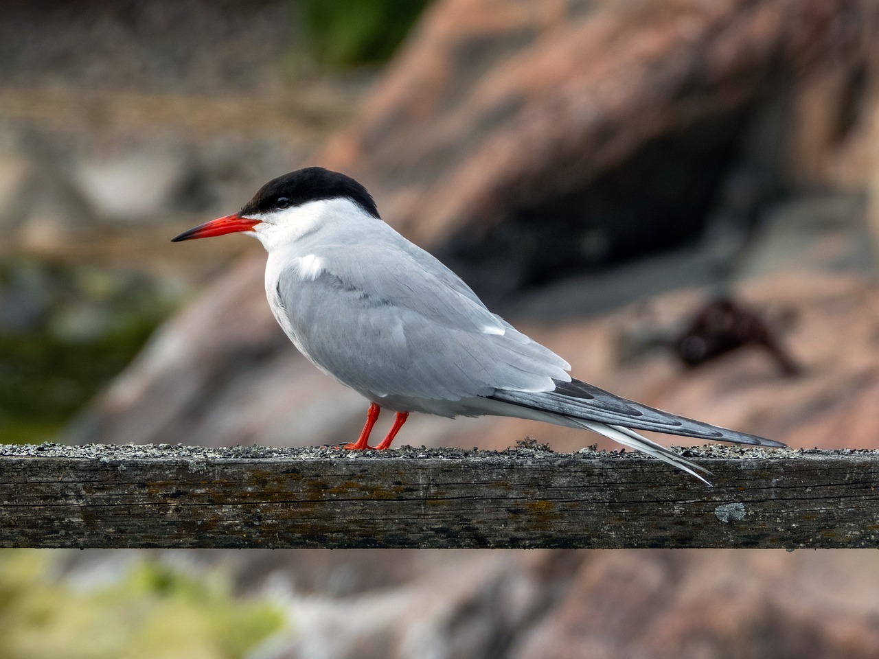a bird sitting on top of a wooden fence, arabesque, red eyed, sleek white, on the coast, smooth shank