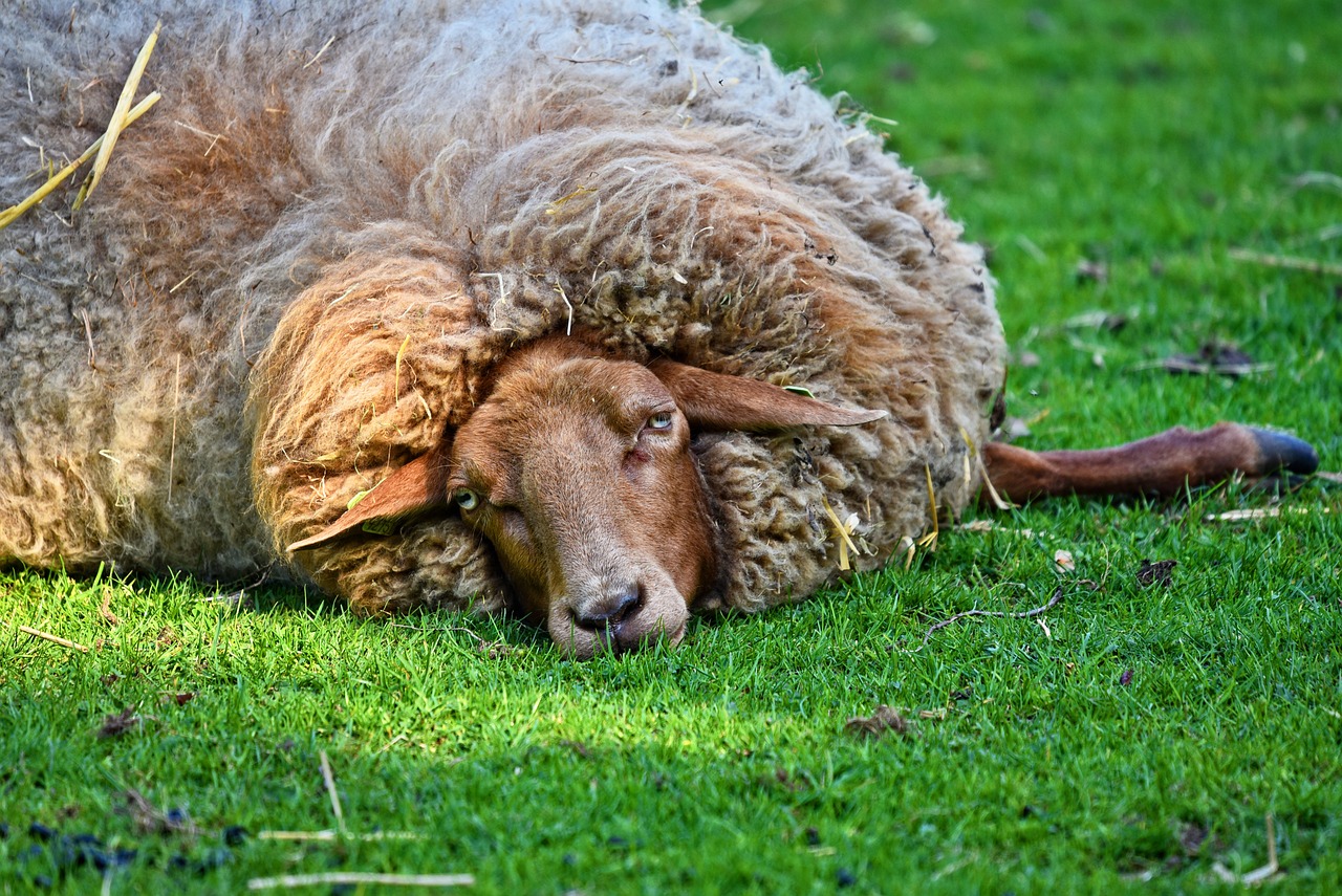 a sheep that is laying down in the grass, a portrait, by Dietmar Damerau, shutterstock contest winner, renaissance, sleeping, aaaaaaaaaaaaaaaaaaaaaa, quechua!!, full head