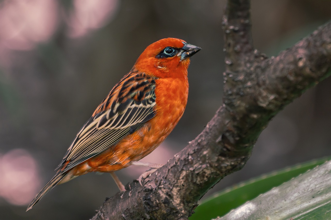 a small bird sitting on top of a tree branch, a portrait, pixabay contest winner, glowing crimson head, high detail 4 k, vibrant orange, 30 year old man