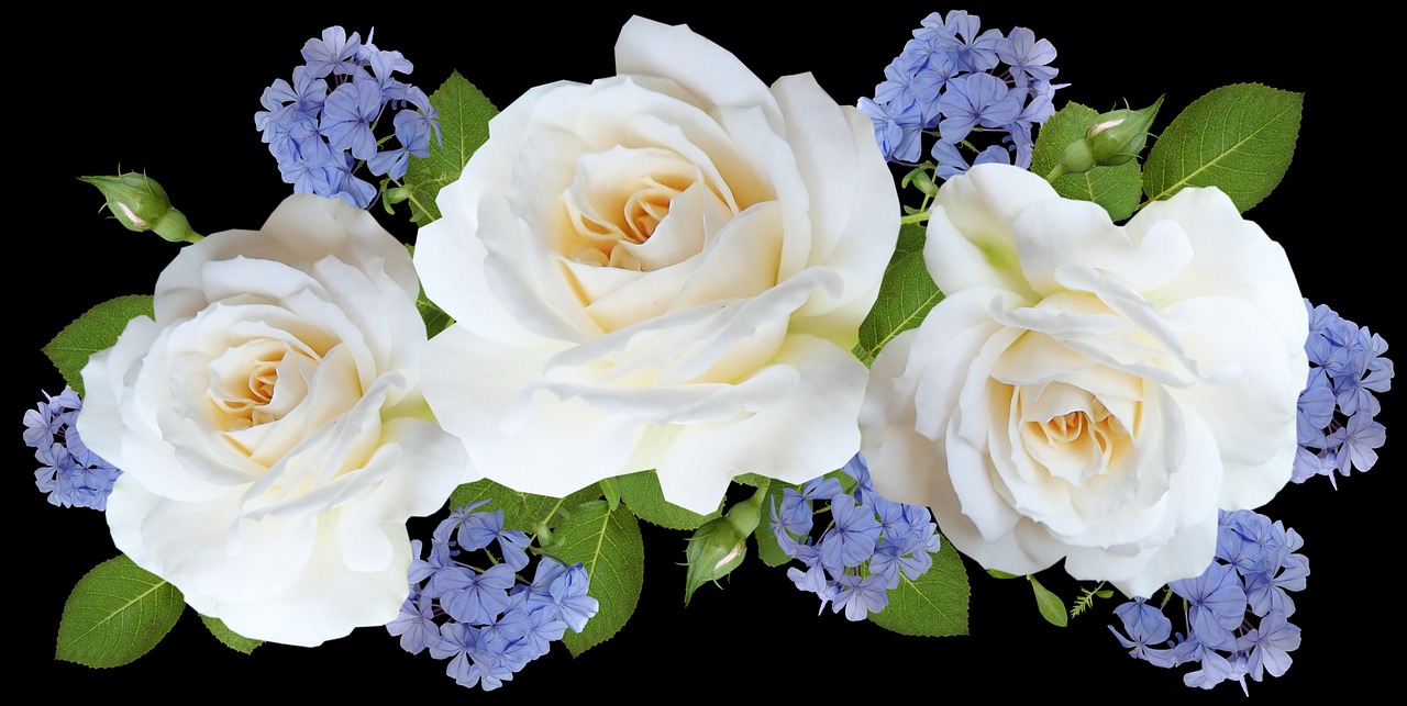 a bouquet of white roses and blue flowers, a digital rendering, by George Barret, Jr., shutterstock, garden flowers pattern, seams, trio, center straight composition