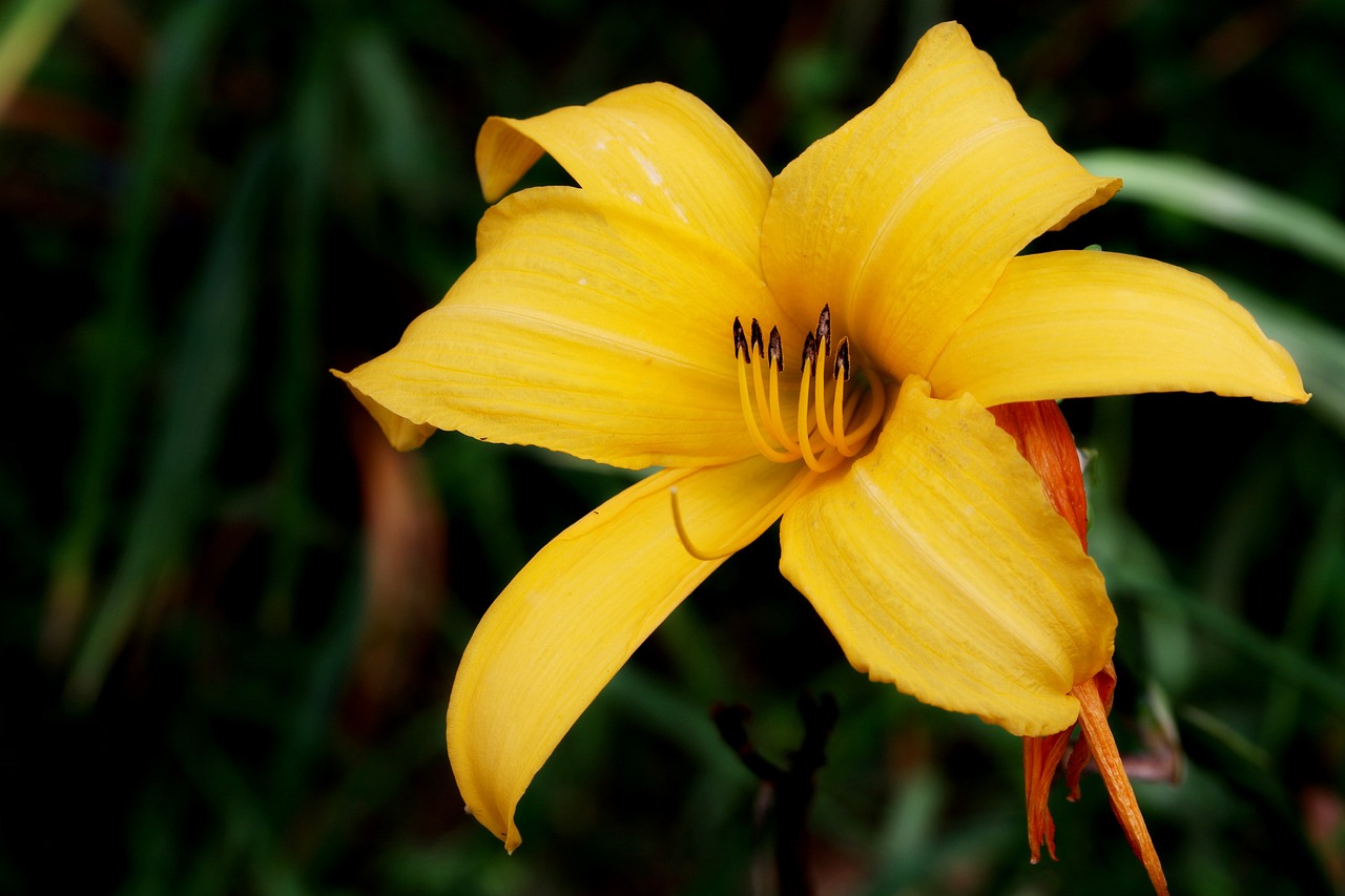 a yellow flower sitting on top of a lush green field, by David Simpson, hurufiyya, lilies, just after rain, beautiful flower, hymenocallis coronaria