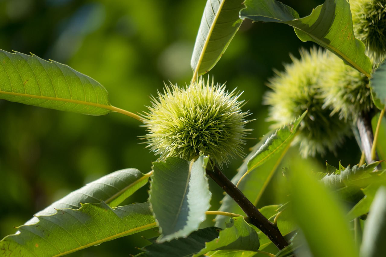 a close up of a plant with green leaves, inspired by Zoltan Boros, hurufiyya, chestnut hair, with fruit trees, high quality product image”, tribbles