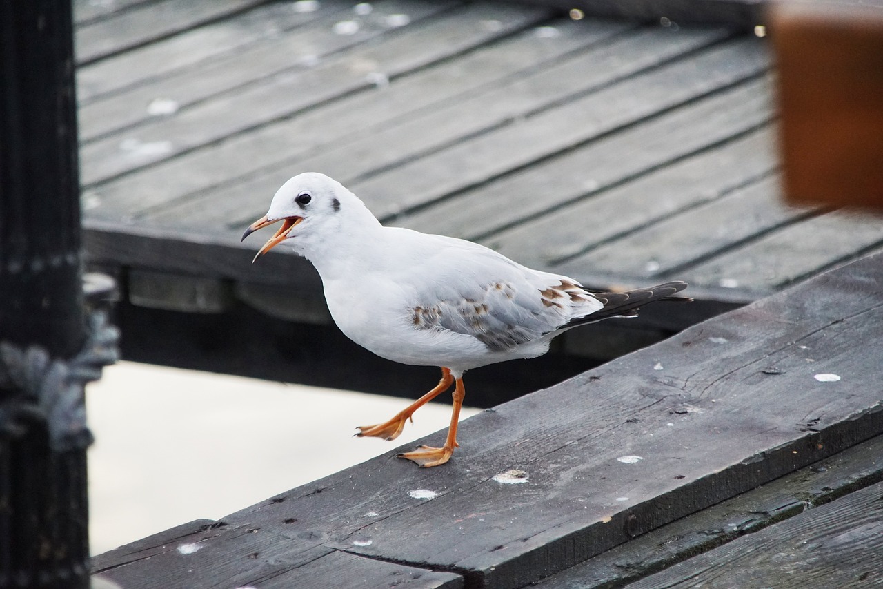 a white bird standing on top of a wooden dock, a portrait, by Josef Mánes, pexels, happening, very surprised, bald, spotted, herluf bidstrup