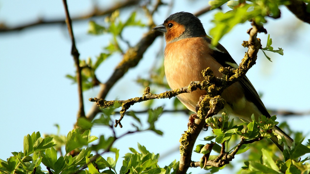 a bird sitting on top of a tree branch, by Jan Tengnagel, trending on pixabay, renaissance, springtime morning, in shades of peach, backpfeifengesicht, amongst foliage