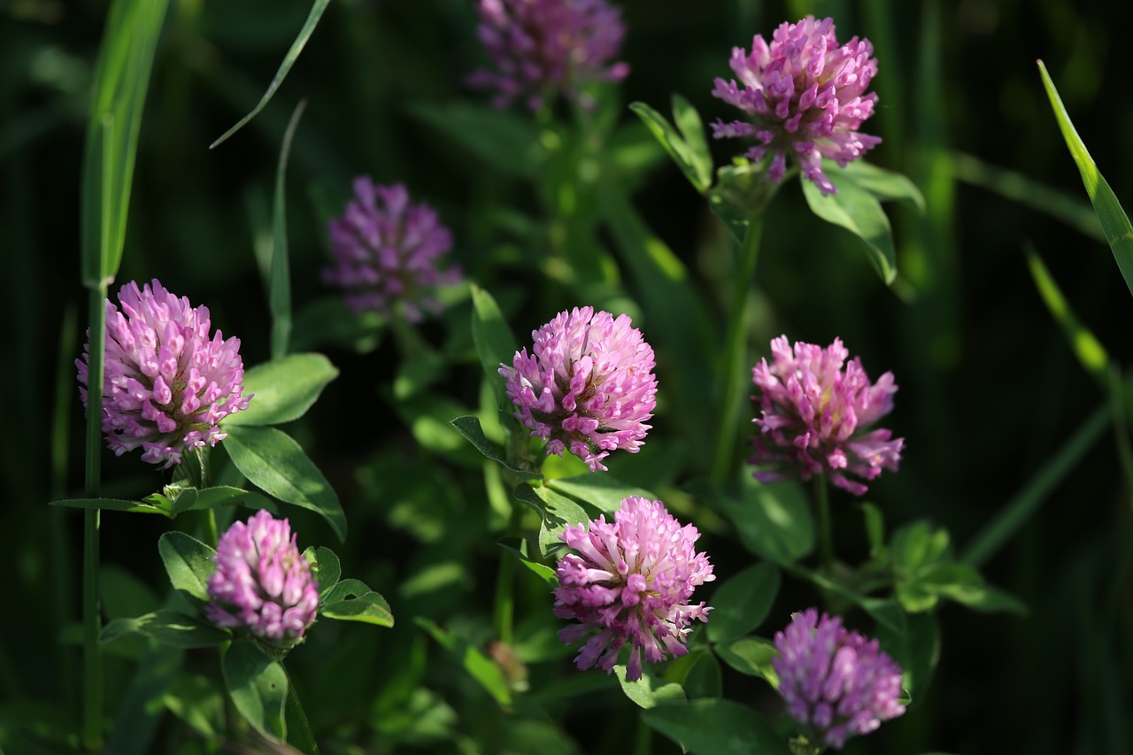 a group of purple flowers sitting on top of a lush green field, by Dietmar Damerau, four leaf clover, 8k 50mm iso 10, video, with soft pink colors